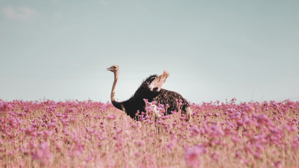 Aleksandra Vujisić: Cvijeće za&nbsp;noja